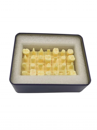 Комплект зубов увеличенного размера Dentis, 28 шт-1